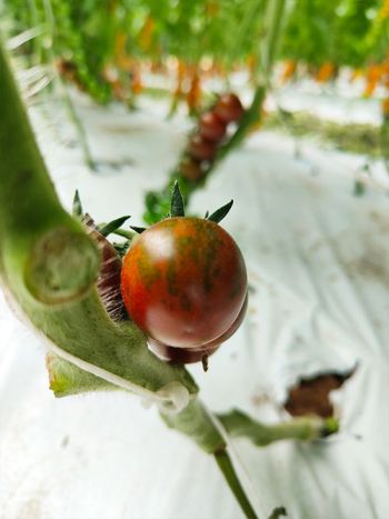 tomato cherry brown striped