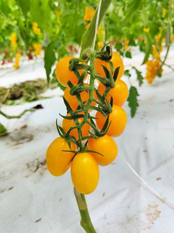 tomato miniplum yellow