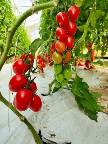 tomato pixel red