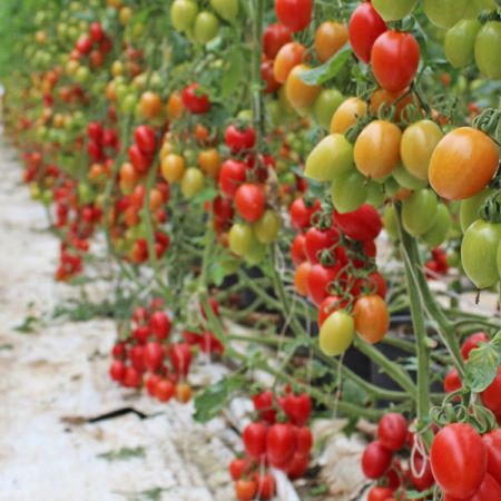 tomato miniplum-yellow
