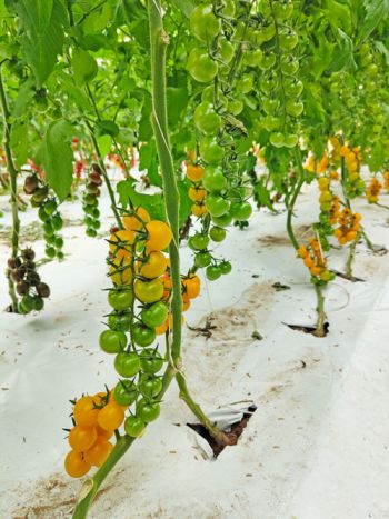 tomato cherry-yellow