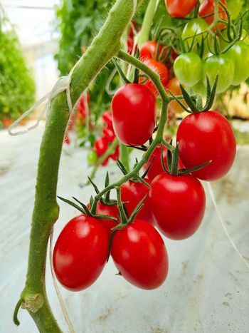 tomato pixel red