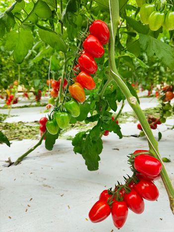 tomato miniplum red