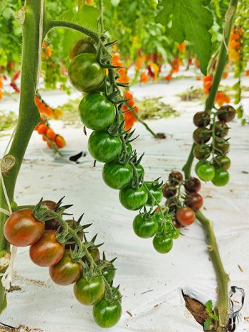 tomato cherry-chocolate-striped