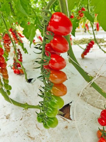 tomato miniplum red
