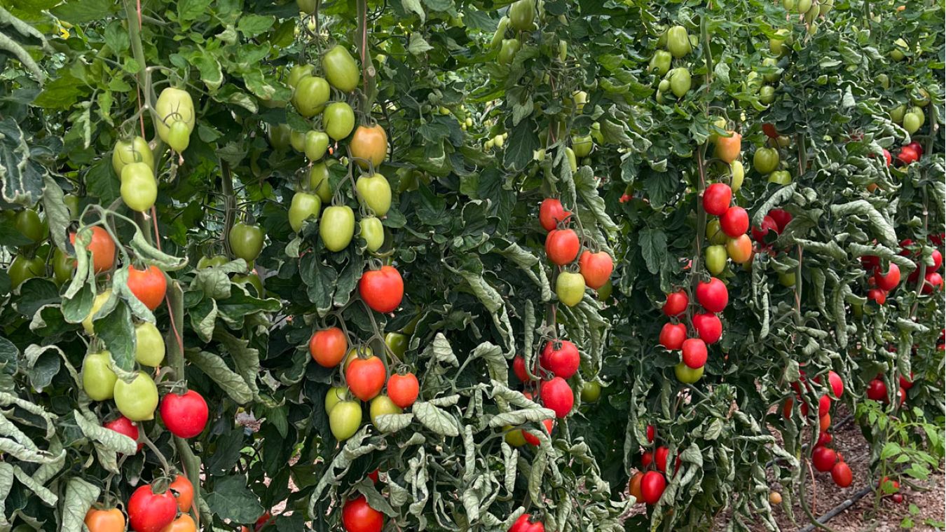 Cultivation of Tucait