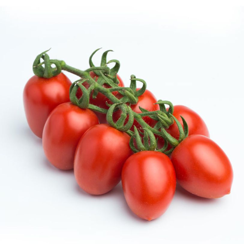 Pepper - New Collection 2024 - Harmoniz