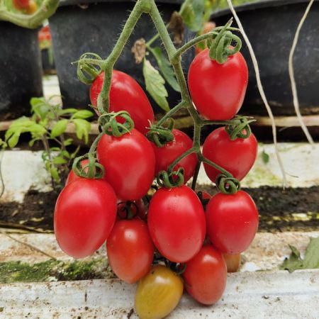 tomato miniplum yellow