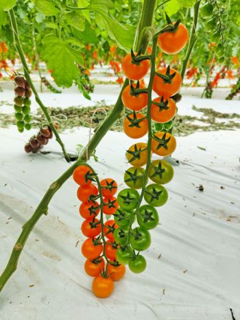 tomato cherry orange