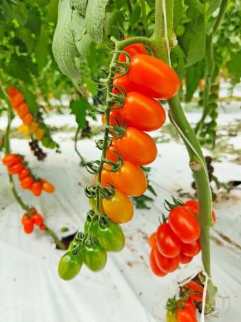 tomato miniplum orange