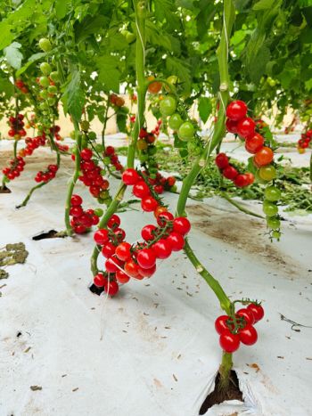 tomato cherry-red