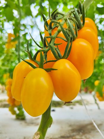 tomato miniplum-yellow