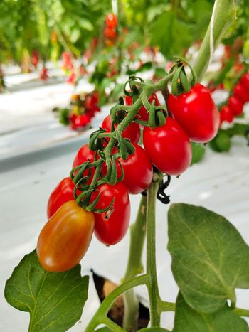 tomato pixel-red